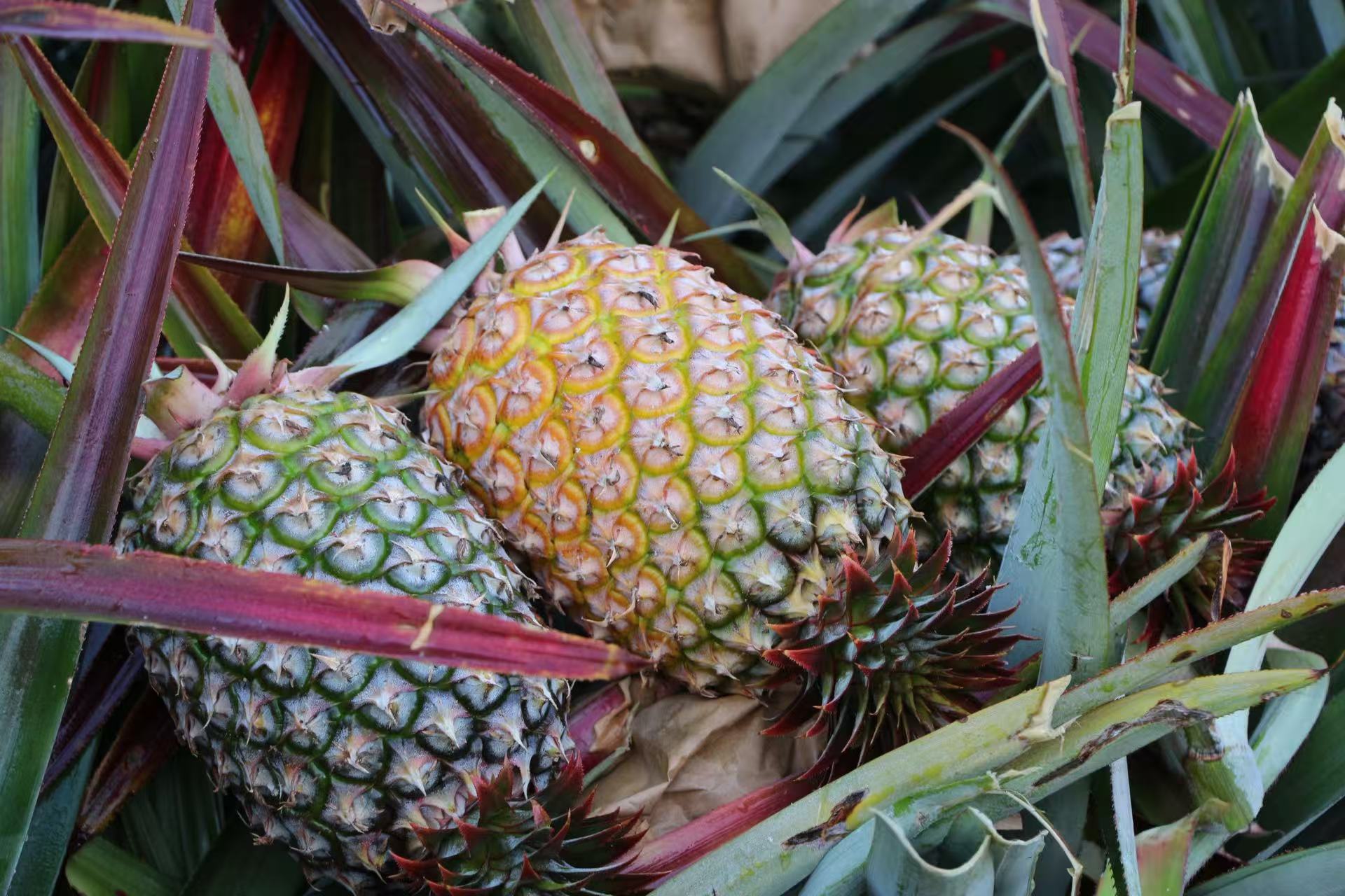 EMC易倍鲜果金钻凤梨