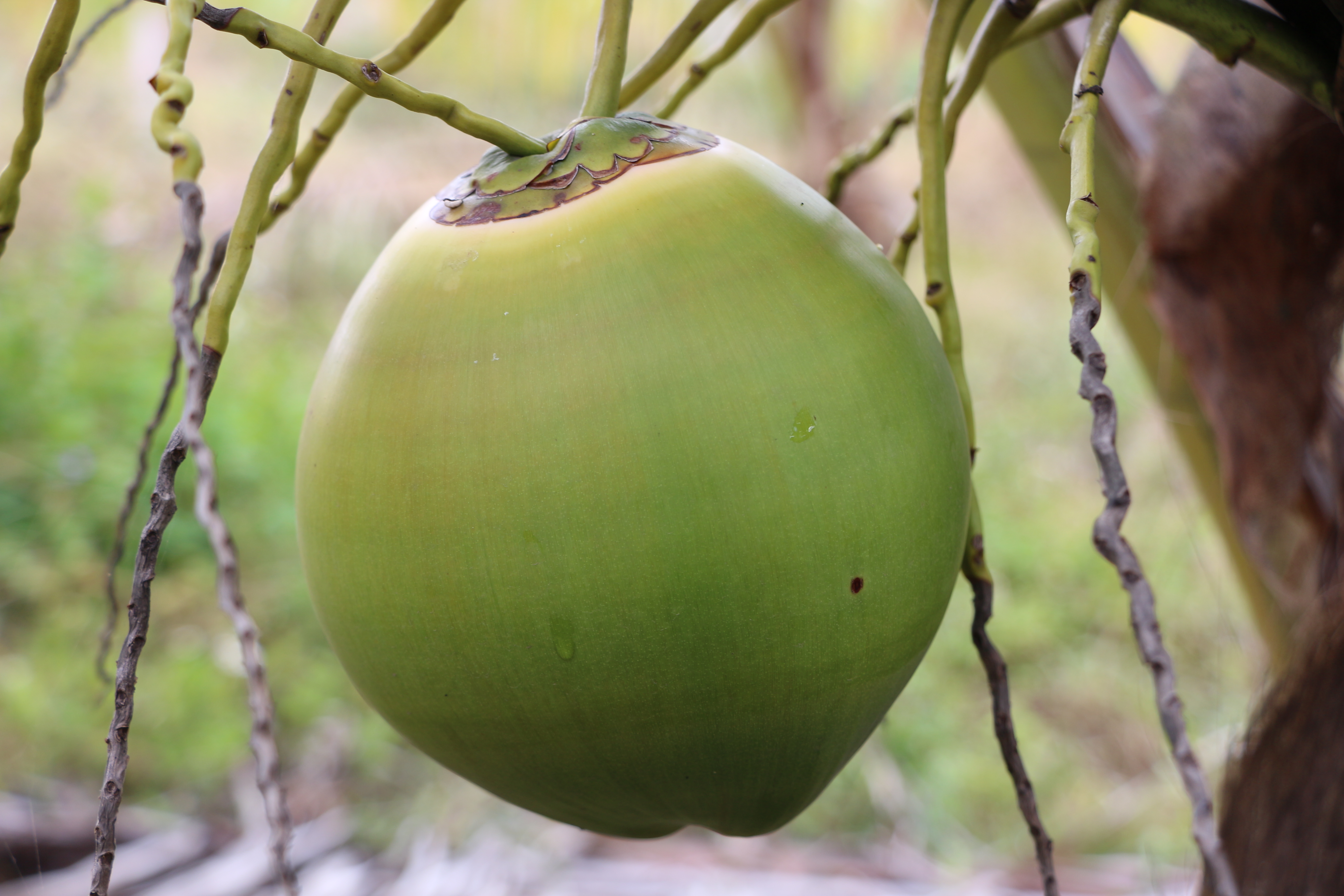 EMC易倍鲜果椰青